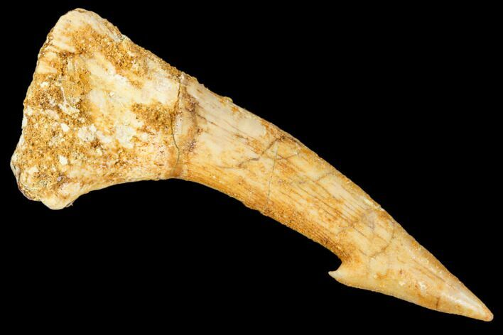 Fossil Sawfish (Onchopristis) Rostral Barb- Morocco #106386